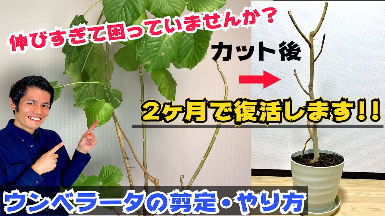 【観葉伸びすぎたら】ウンベラータの剪定・仕立て直し