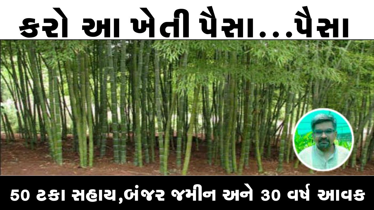 આ પાકનું વાવેતર કરો કંપની ઉત્પાદન પહેલા ખરીદી કરી લેશે ll એક વખત વાવો  અને 30 વર્ષ શાંતિ ll