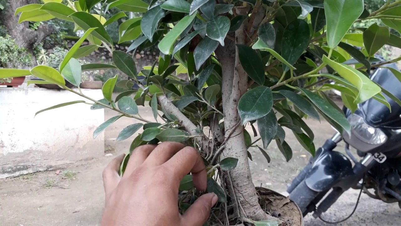 How to make bonsai from nursery plant !  bonsai care ! bonsai Tips ! Pruning and cutting ! Part-1