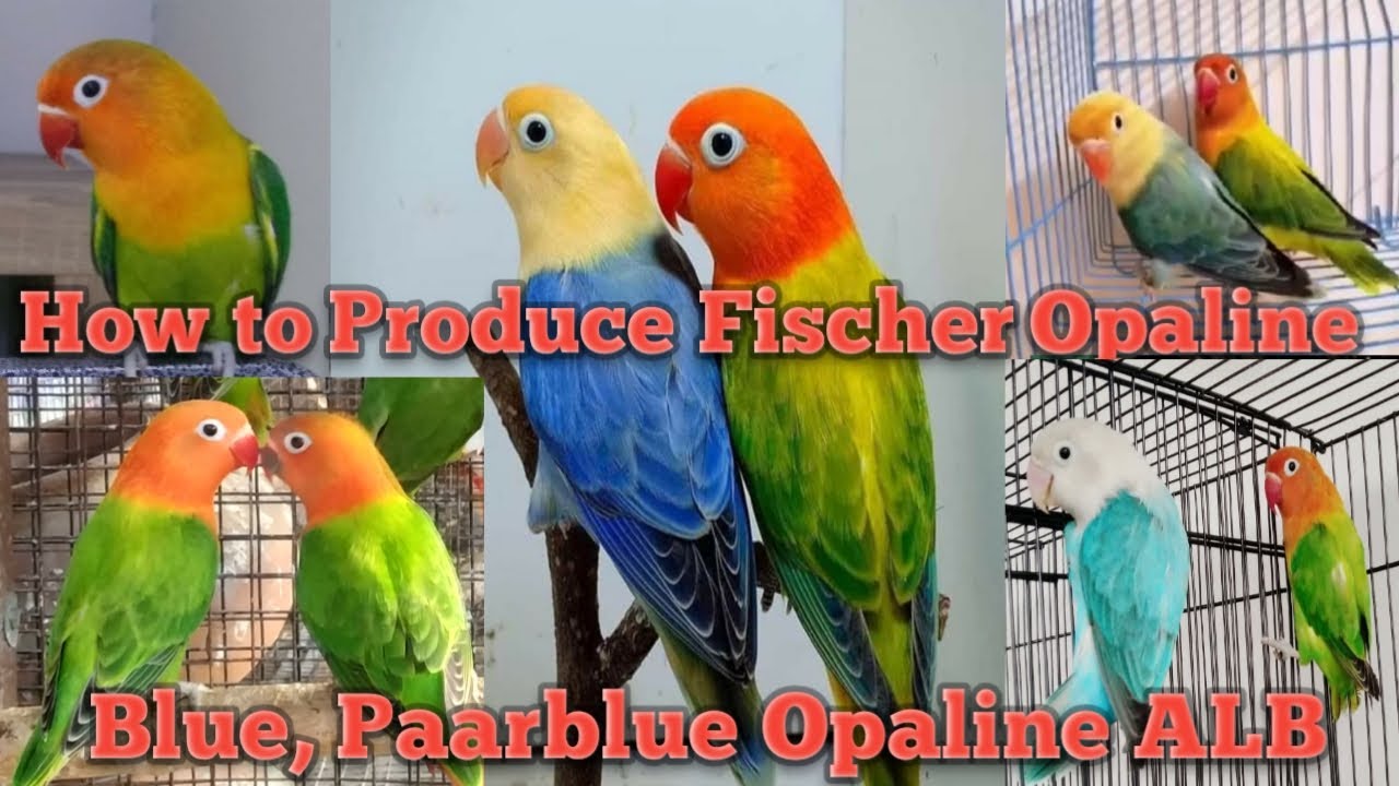How to produce green, blue,parblue opaline Love birds# green,blue, parblue opaline kaise banate hai