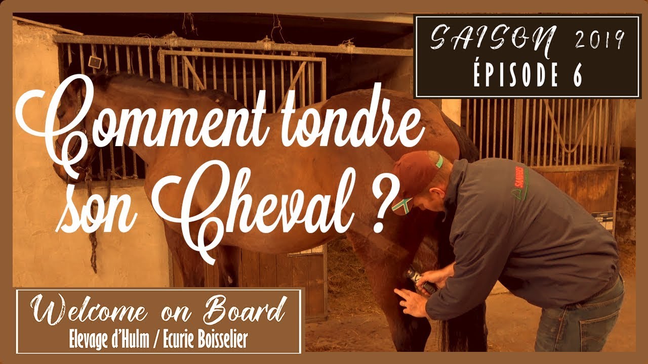 ✂️ | Comment Tondre un CHEVAL? | [Toutes mes ASTUCES] 💇‍♂️