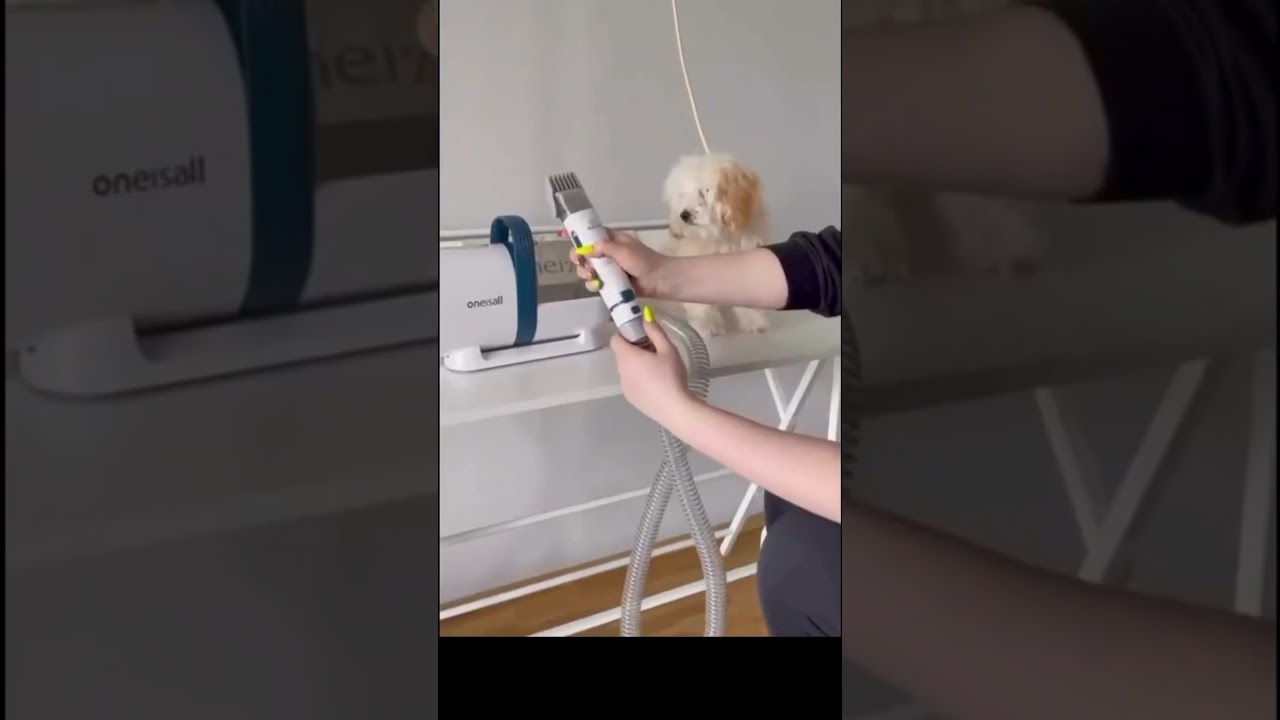 🐾 El SECRETO para un PERRO FELIZ 🐶