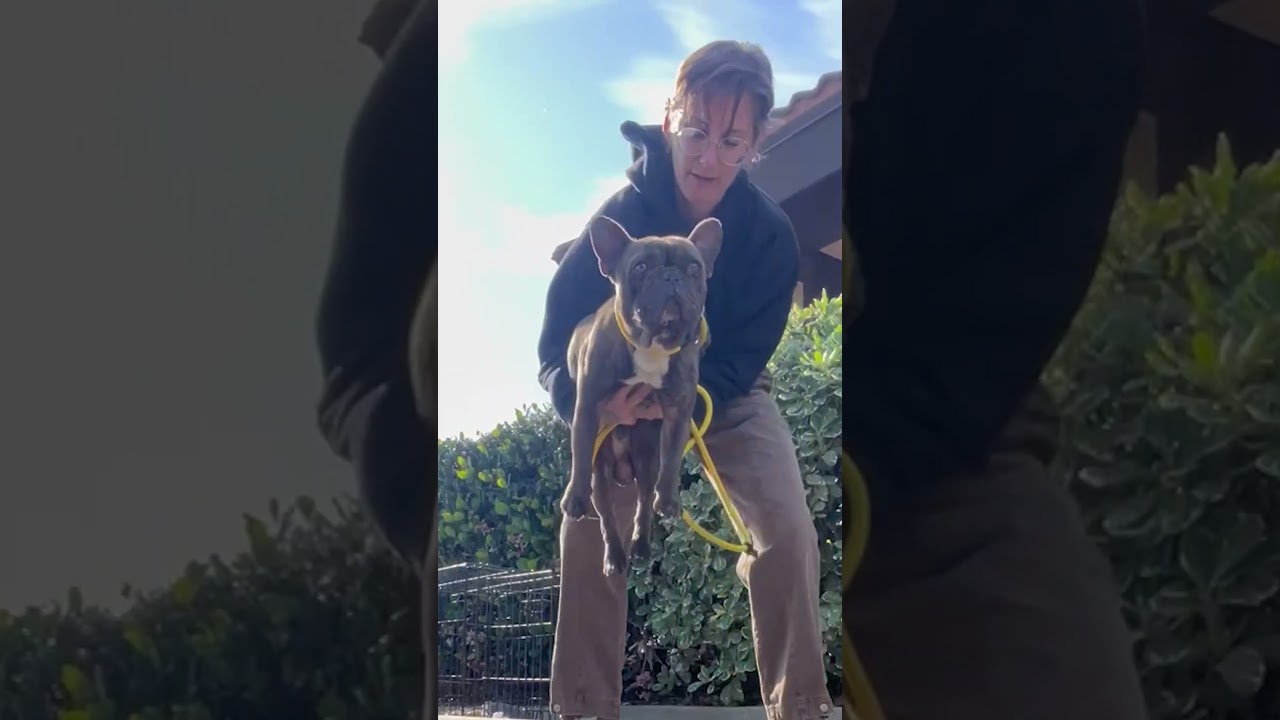 French Bulldog Found In A Crate In A Parking Lot Heals From The Inside Out | The Dodo