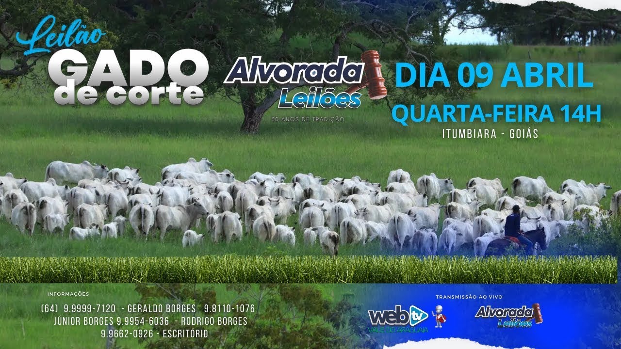 ALVORADA LEILÕES LEILÃO TRADICIONAL GADO DE CORTE 02 DE MAIO 2025 QUARTA-FEIRA 14H ITUMBIARA GO
