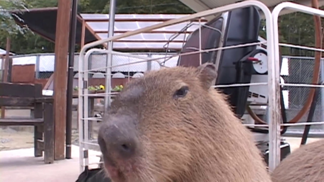 いろんな動物が一緒にストーブであたたまる光景