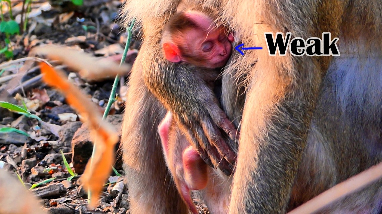 Mother Stephanie's premature newborn baby doesn't have enough strength.