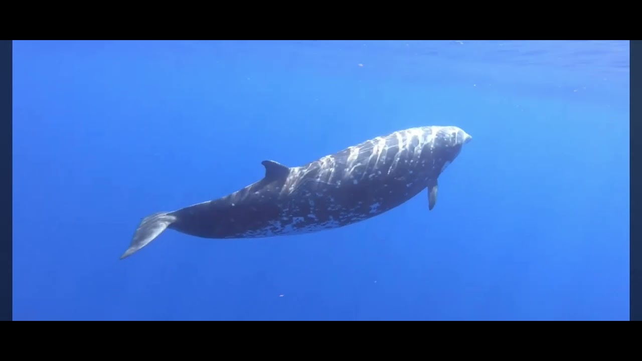 Cuvier&rsquo;s Beaked Whale