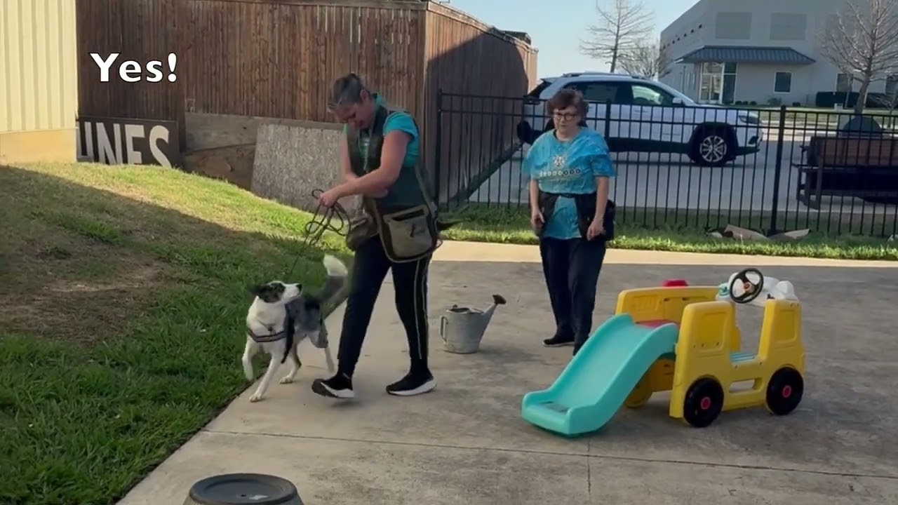 Birch, Anise, Clove: Teaching Layla to Search for Odor (Not Food)