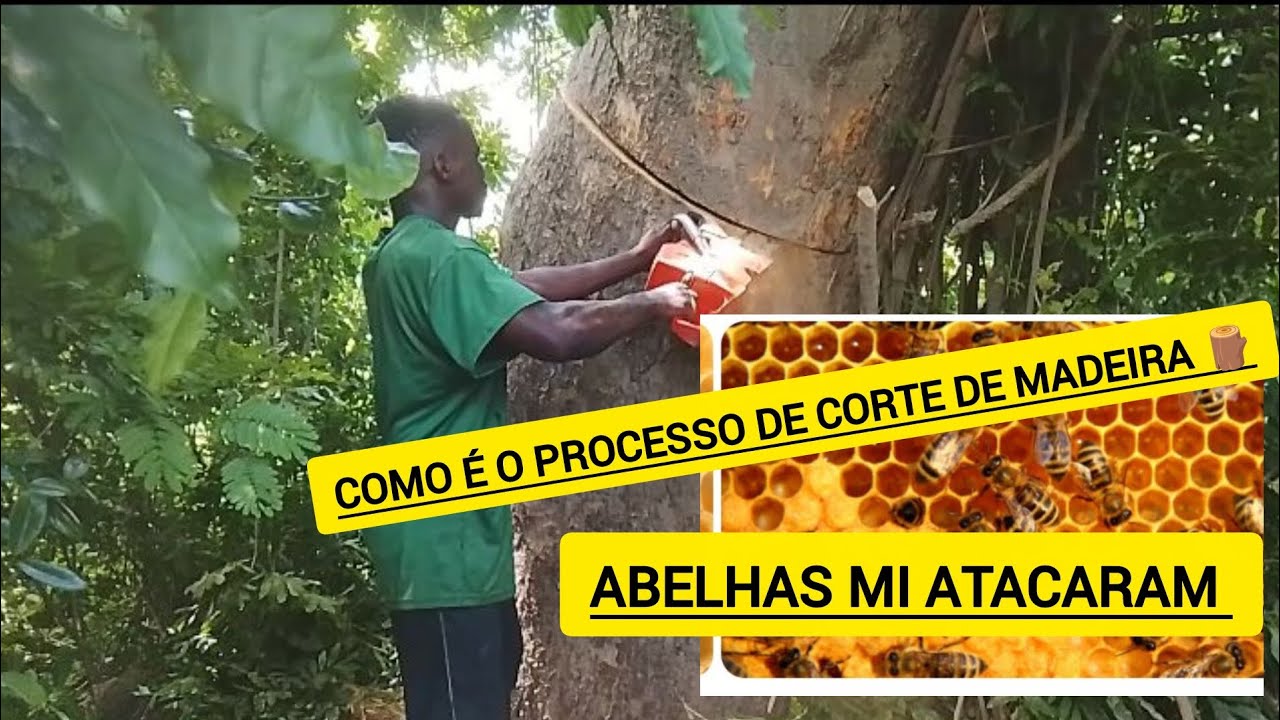 Corte Profissional de Árvore com Motosserra🪵🪵