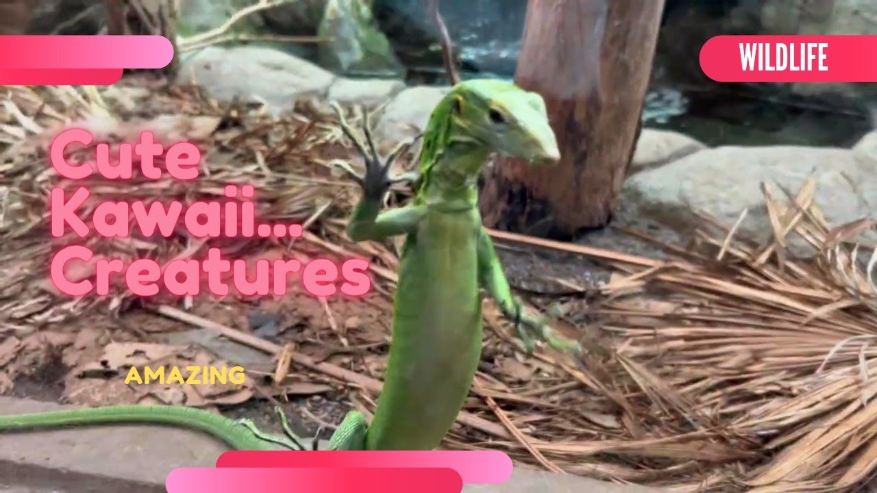 #wildlife Cute Kawaii Creatures Animals Outdoors