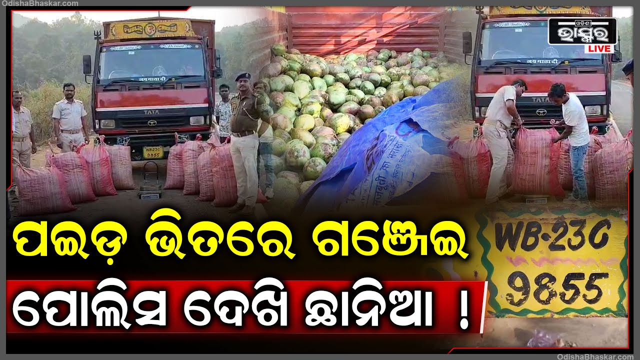 ପୋଲିସ ଆଗରେ କାମ କଲାନି ଚାଲାକ୍, ପଇଡ଼ ଭିତରେ ଥିଲା ଗଞ୍ଜେଇ ଧରିନେଲା ପୋଲିସ