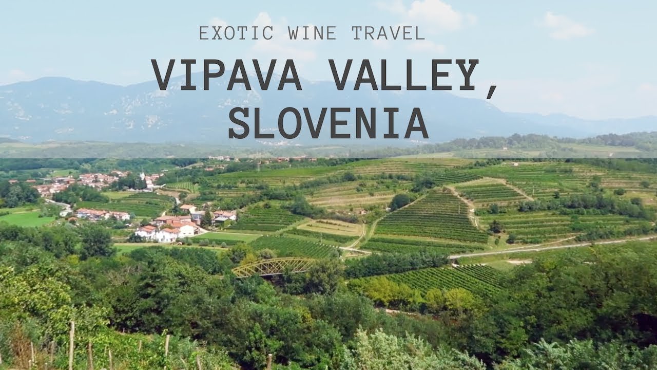Slovenian Wine - Rebula (Ribolla Gialla) from Vipava Valley
