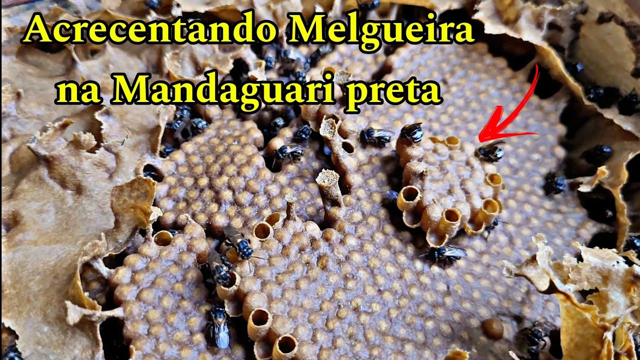 Veja que espetáculo de Abelha-Mandagauri preta (Scaptotrigona postica) 