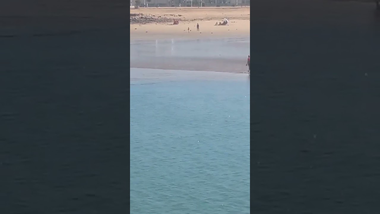 rabat marina#for #viral #public #chien #dhow #jolie #rabat #morocco