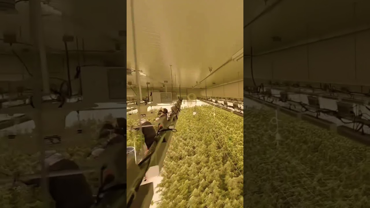 Weed Farm. High on Life. #high #weed #gopro