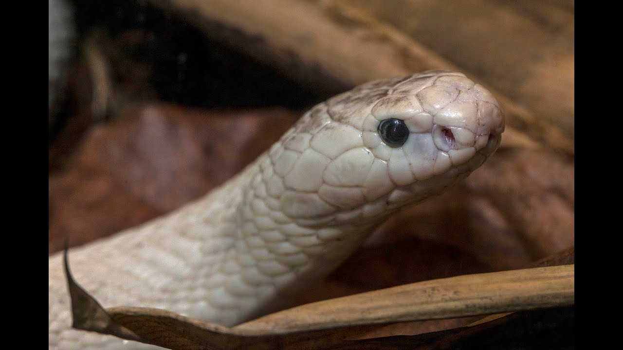Rare White Cobra Slithers Onto Exhibit at the San Diego Zoo