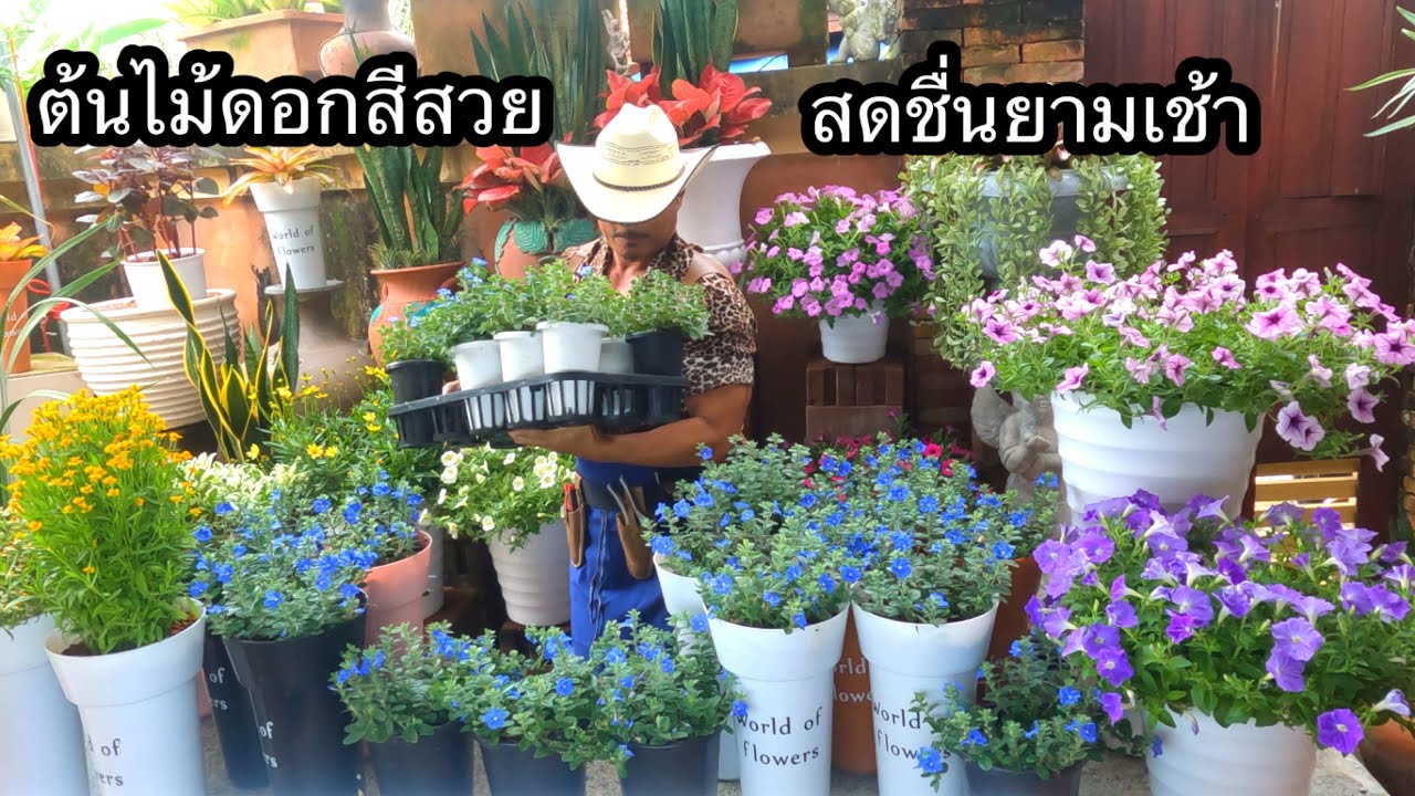 ต้นไม้ดอกสีสวย ต้นฟ้าประดิษฐ์ ปลูกง่าย ขยายพันธ์ุง่ายมาก ทนทาน
