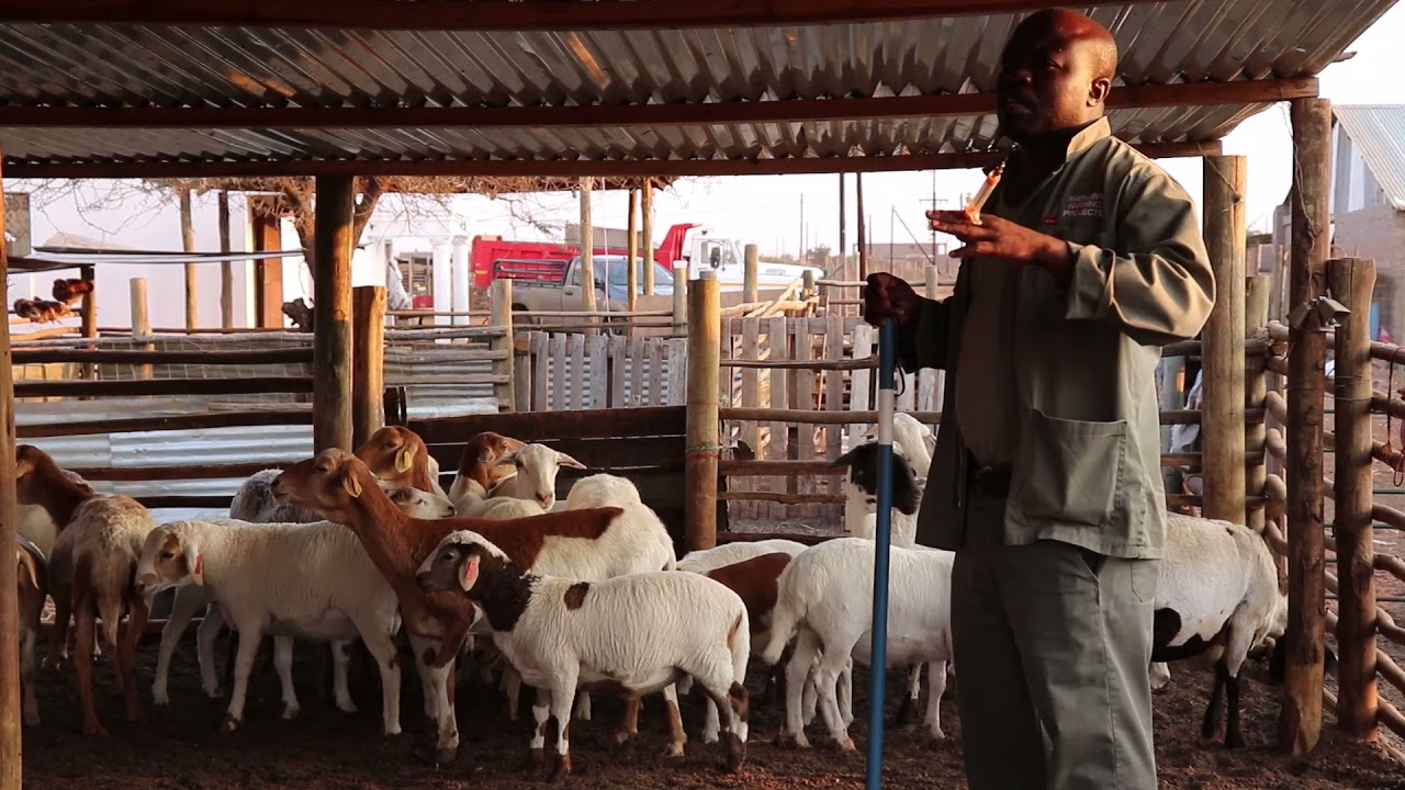 importance of weaning our Lambs