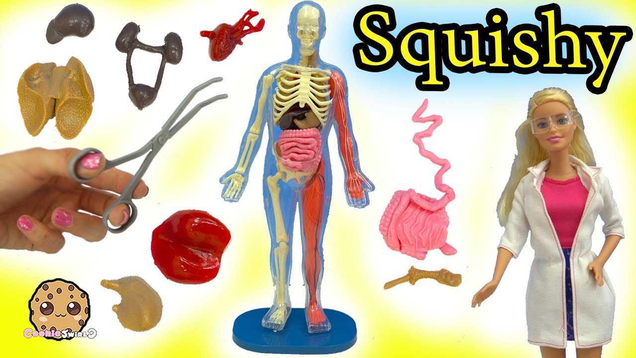Squishy Human Anatomy with Scientist Teacher & Student Video