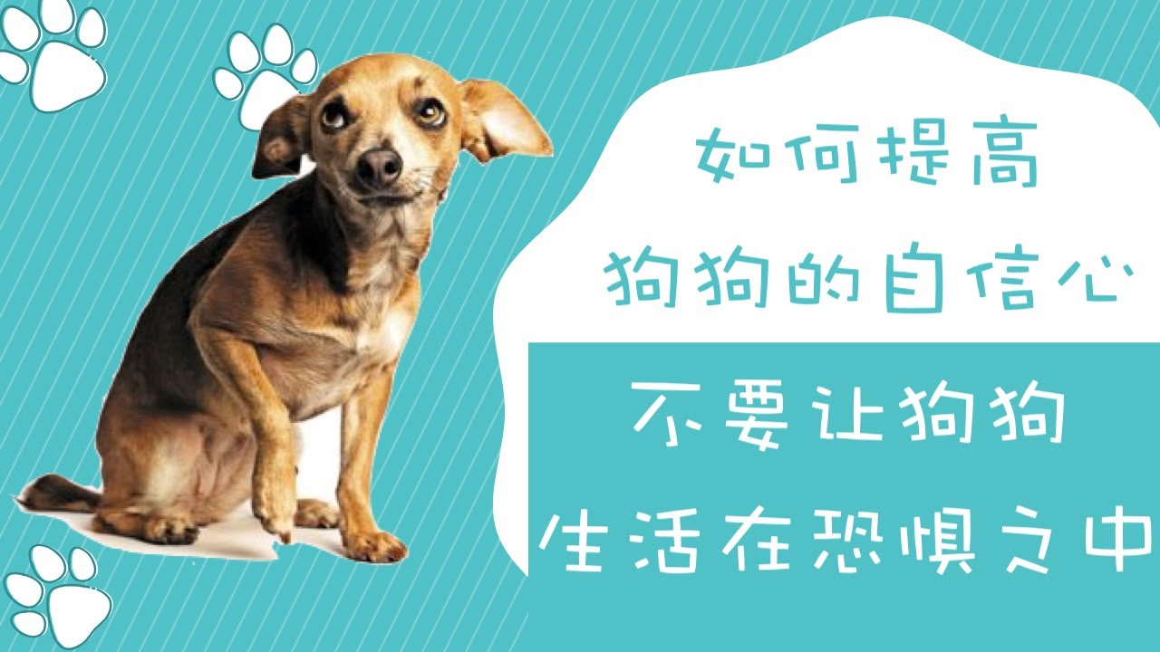 如何提高狗狗的自信心，不要让狗狗生活在恐惧之中，帮助狗狗面对恐惧