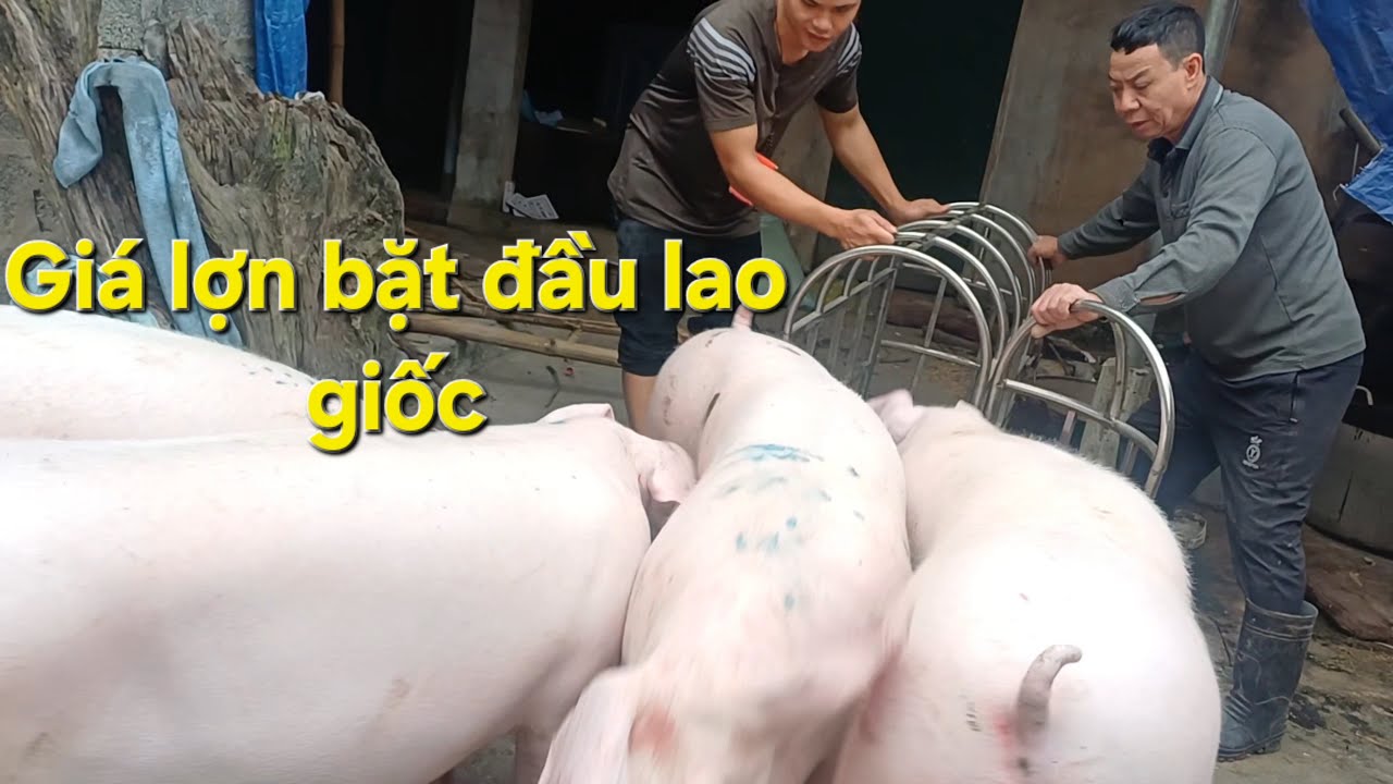 Cân đàn lợn giá thấp mà đẹp mê ly