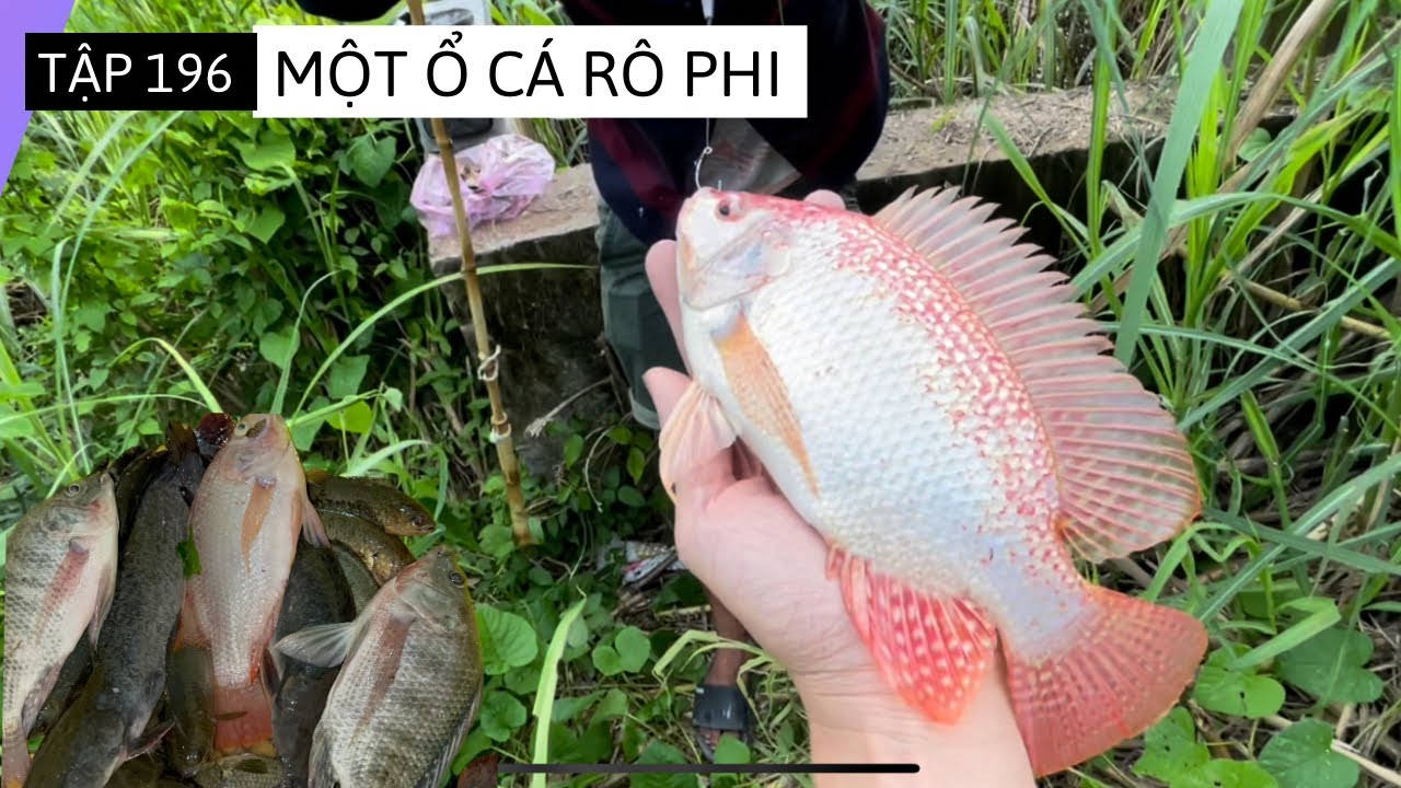 Tập 196 - Phát Hiện Bầy Cá Rô Phi Khủng Dưới Miệng Cống Bỏ Hoang Lâu Năm