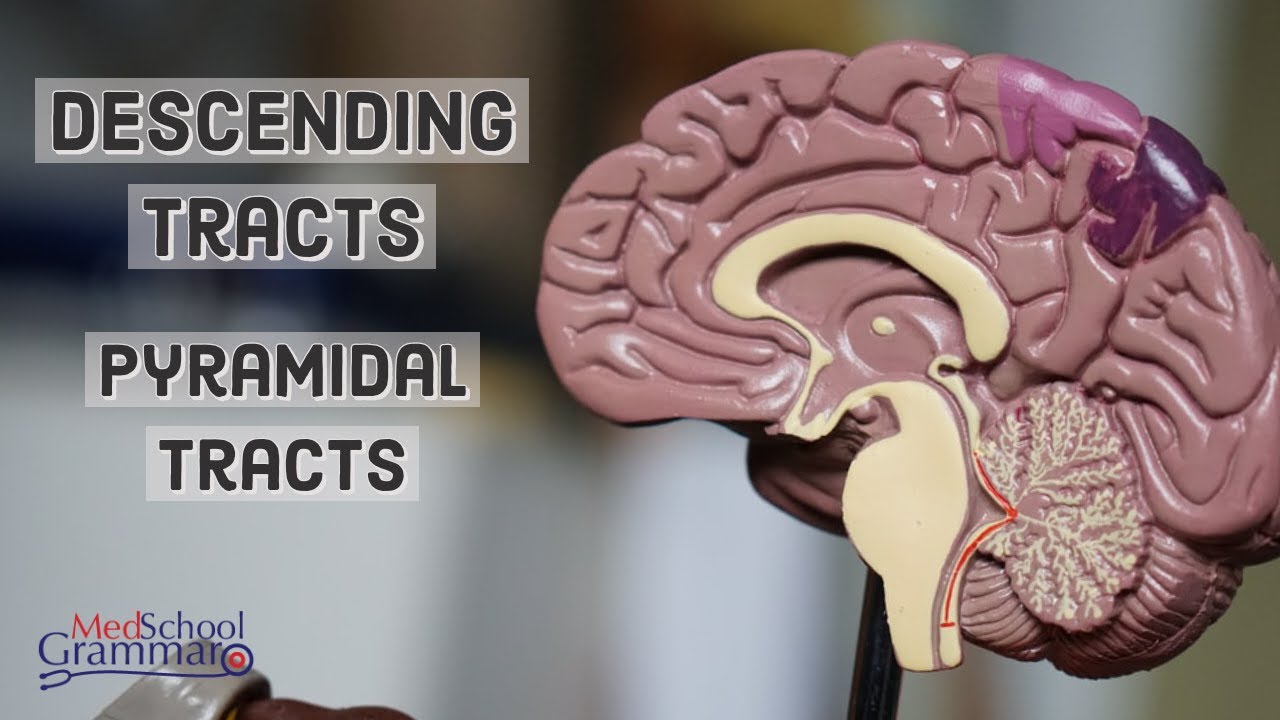 Central Nervous System| Pyramidal Tracts