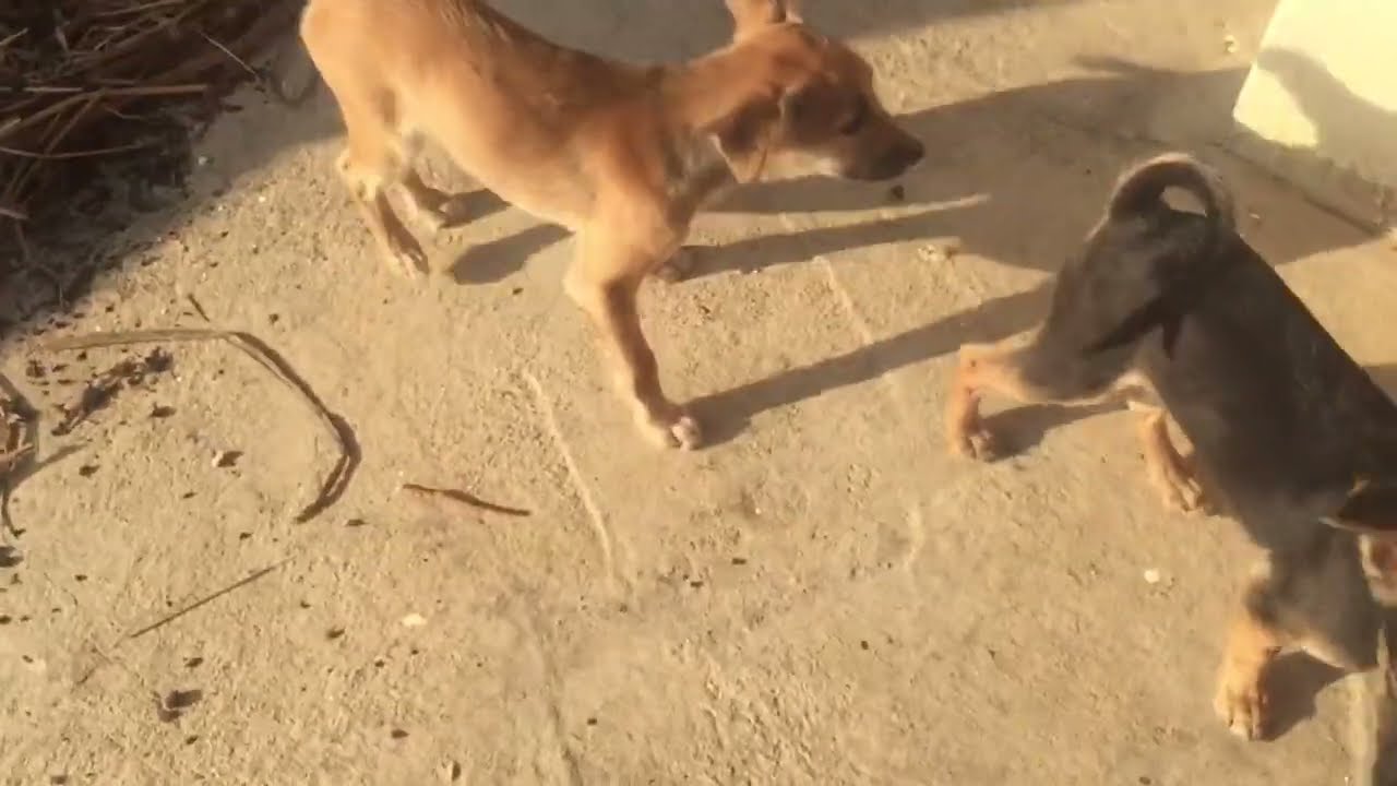 Puppies So Cute, They Fighting Over Toys
