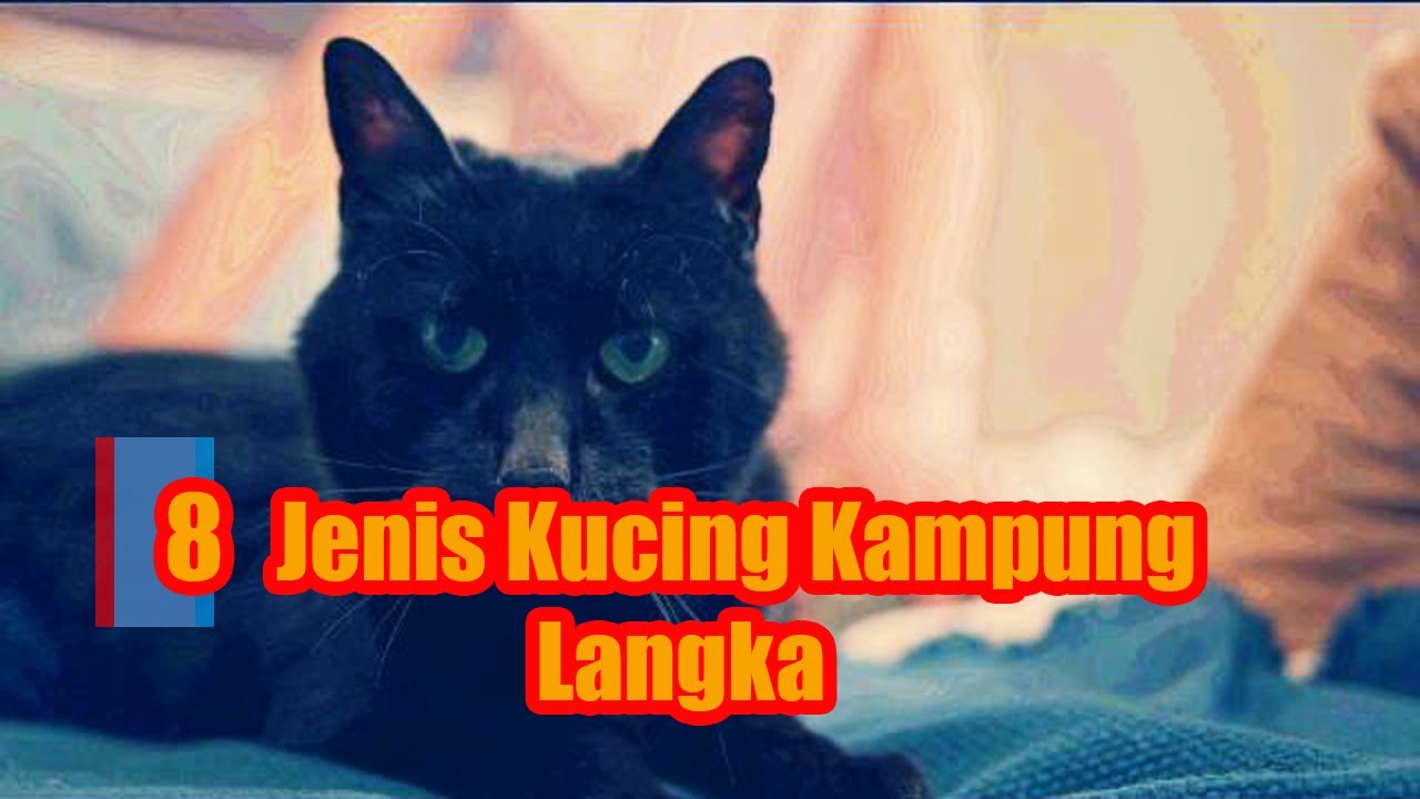 Jangan Lewatkan! 8 Jenis Kucing Kampung Unik yang Jarang Ditemui