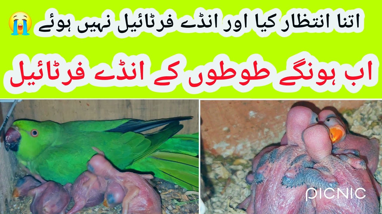 Ringneck parrot eggs fertile kese honge  🦜| Ringneck parrot breeding guide and update 🦜♥️