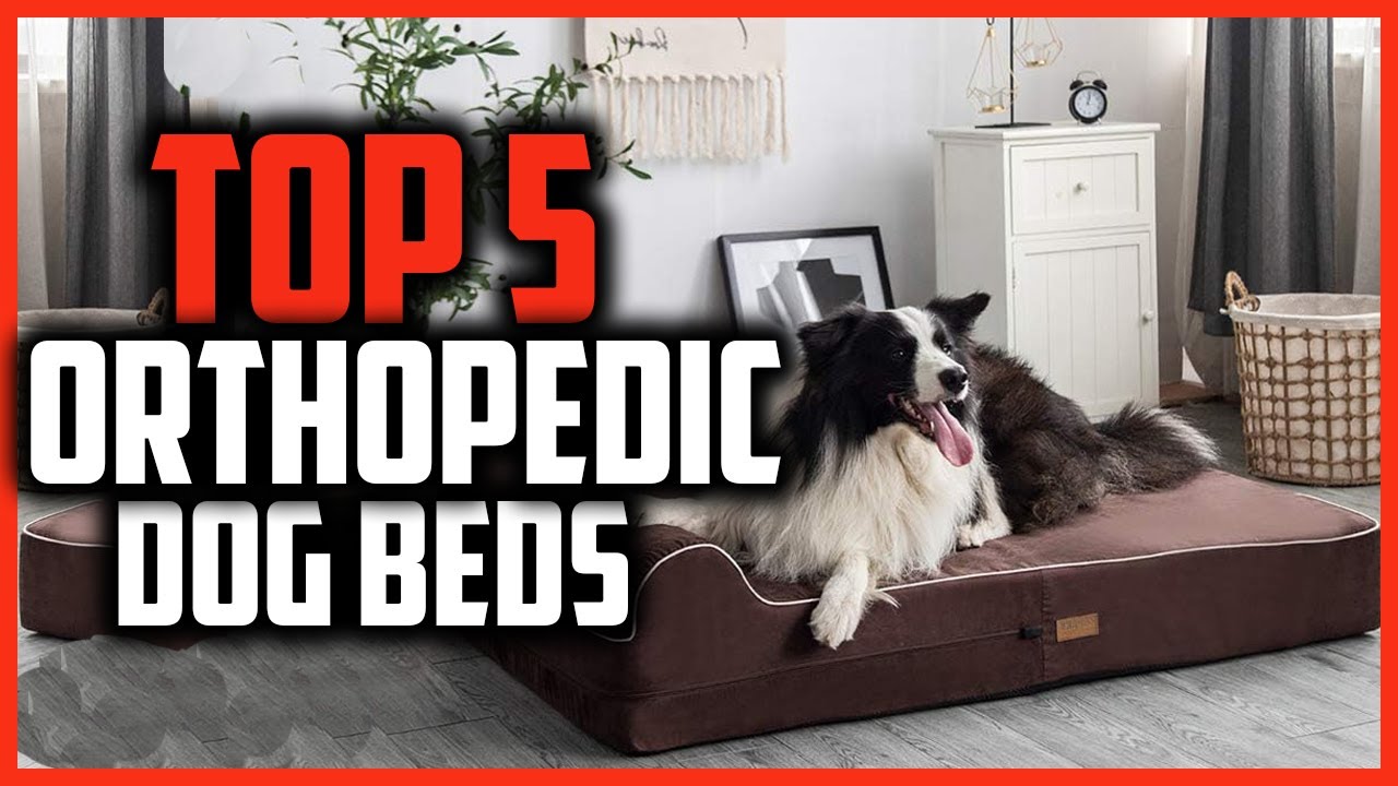 ✅Best Orthopedic Dog Beds in 2024