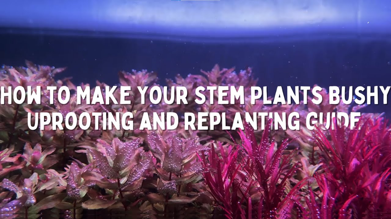How to Make Your Stem Plants Bushy: Uprooting and Replanting Guide