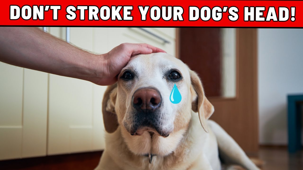 Think Twice Before Petting Your Dog's Head! – Surprising Facts Revealed!