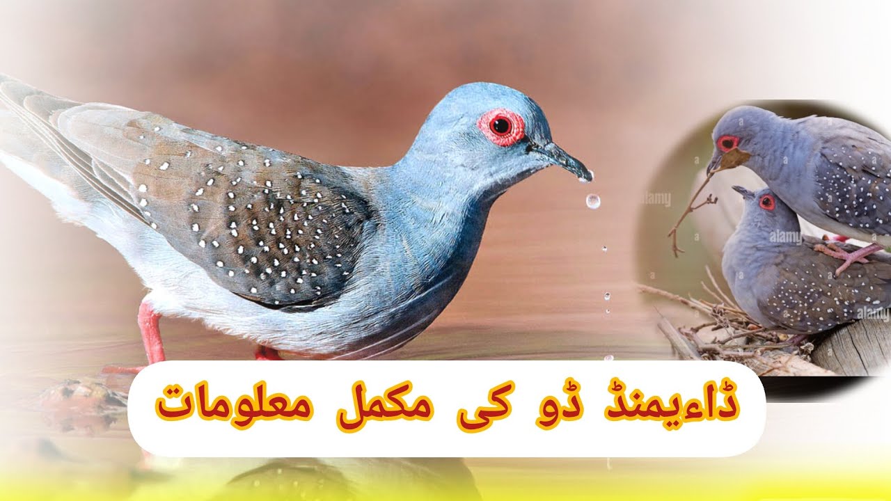 Diamond Dove breeding tips Diamond Dove bird food list and cage size | China Dove male and female
