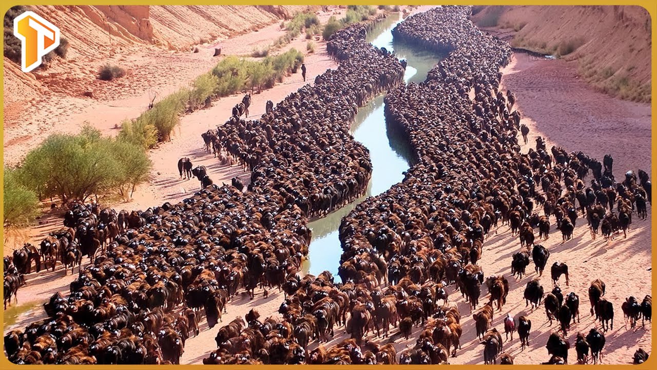 How the U.S. Reintroduced Bison to Restore Dying Grasslands &ndash; A 10-Year Ecological Study
