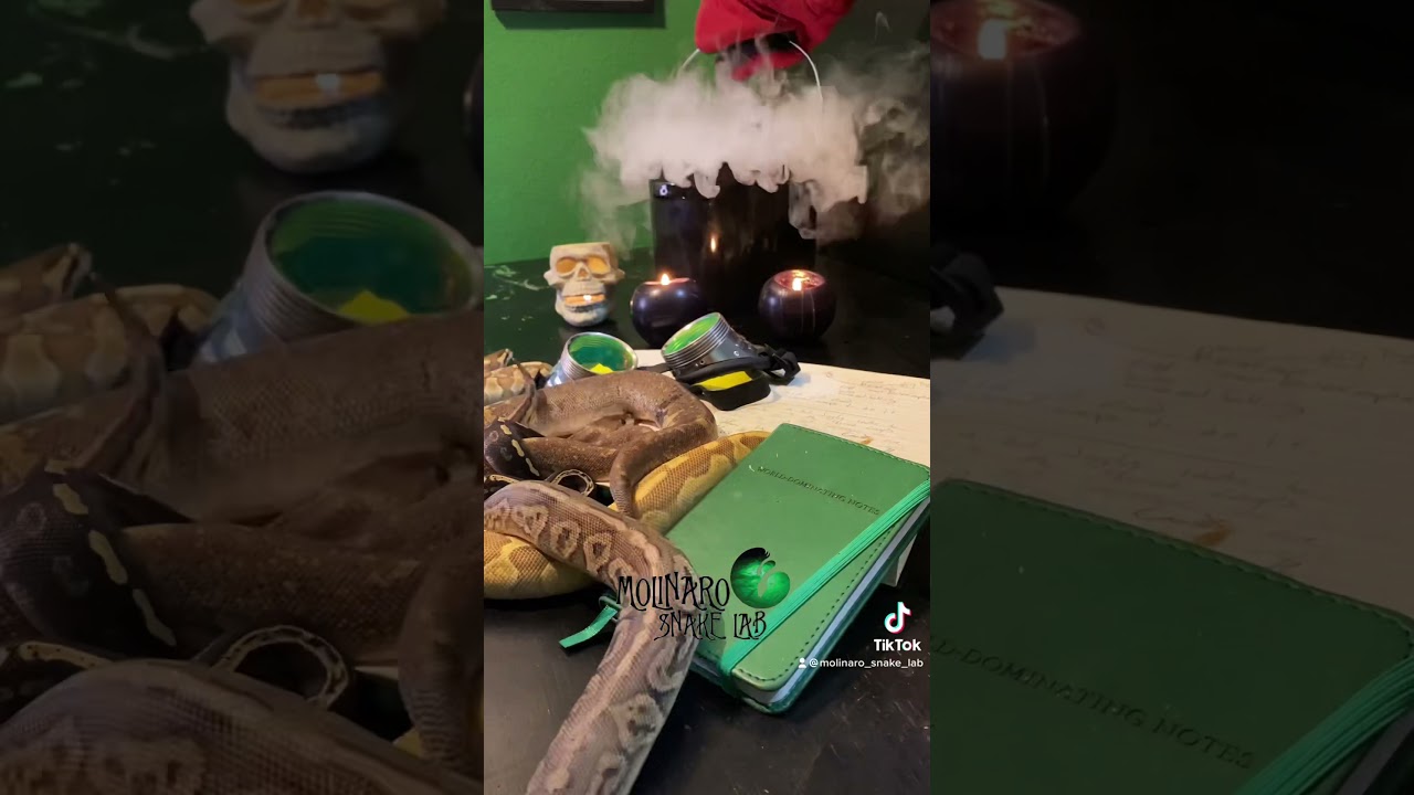 🐍 Line Breeding 🧪 #snakebreeding #snake #ballpythonbreeding #inbreedingsnakes #linebreedingsnakes