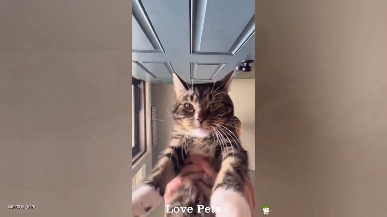 Best Of The Funny Animal Videos 😻😹 The Funniest Dog Moments Compilation 😼