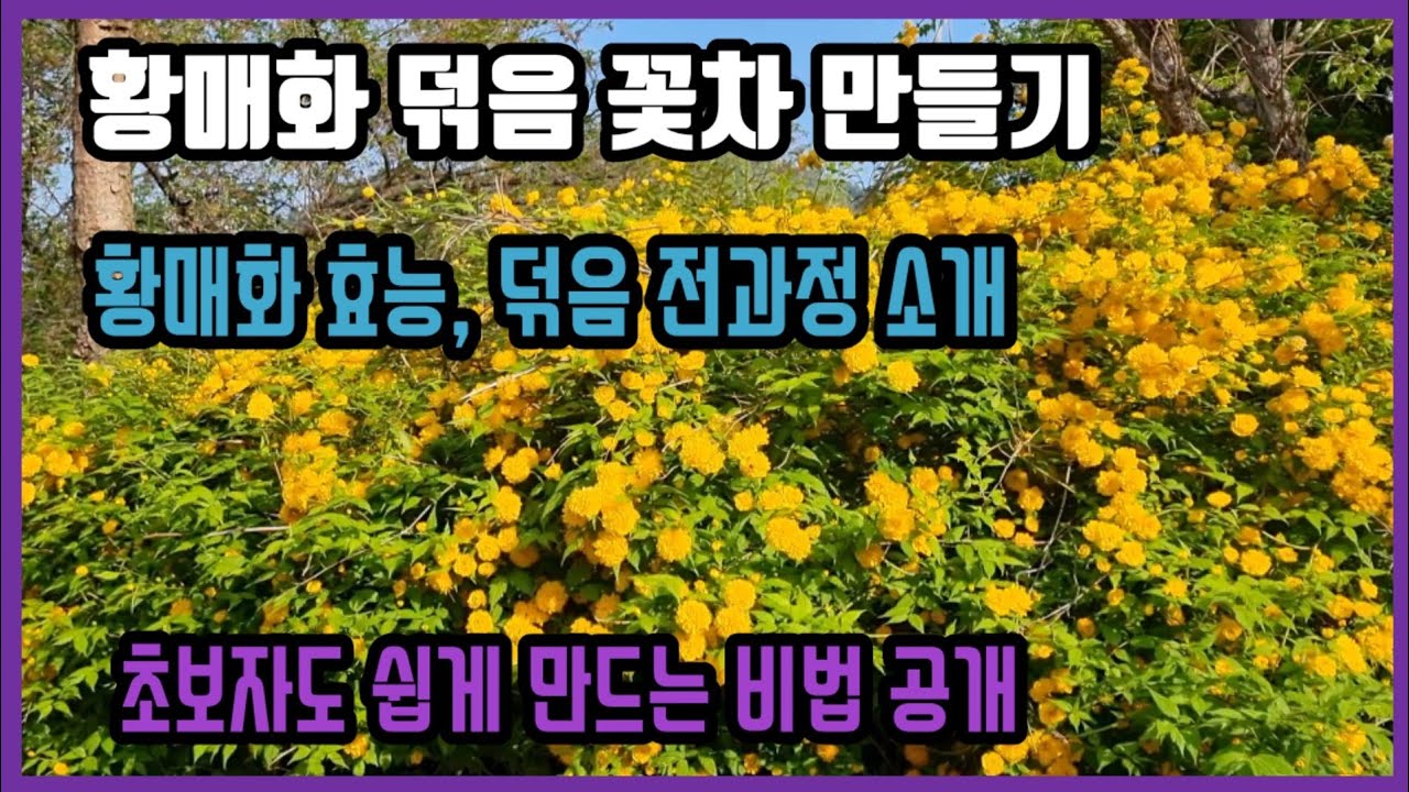 황매화 덖음 꽃차 만들기/황매화 효능,덖음 전과정 소개/힐링 꽃차