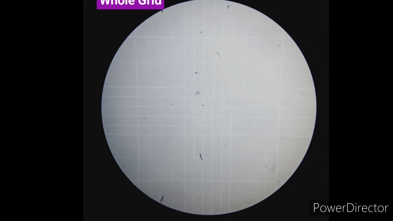 Isolation of Peripheral Blood Mononuclear Cells (PBMCs)