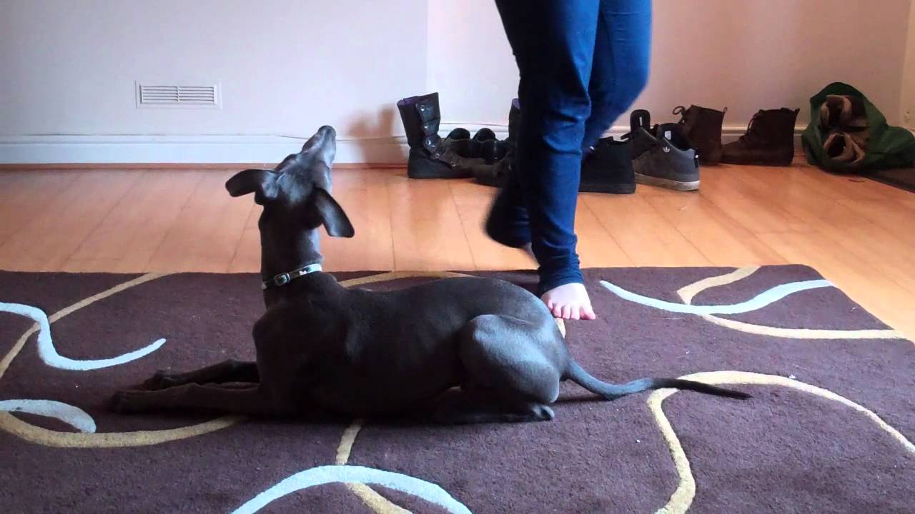 Whippet Training :