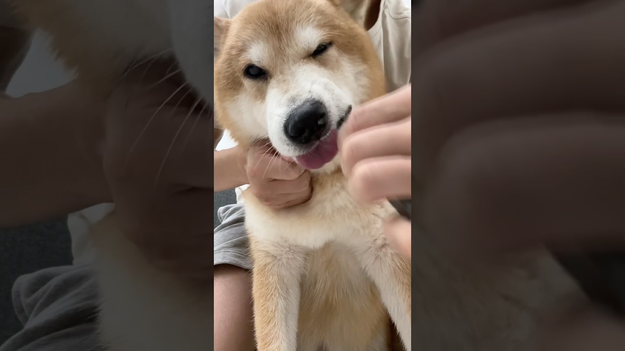 ASMR:Brush My Dog’s Teeth Every Day 17 #asmr #shorts