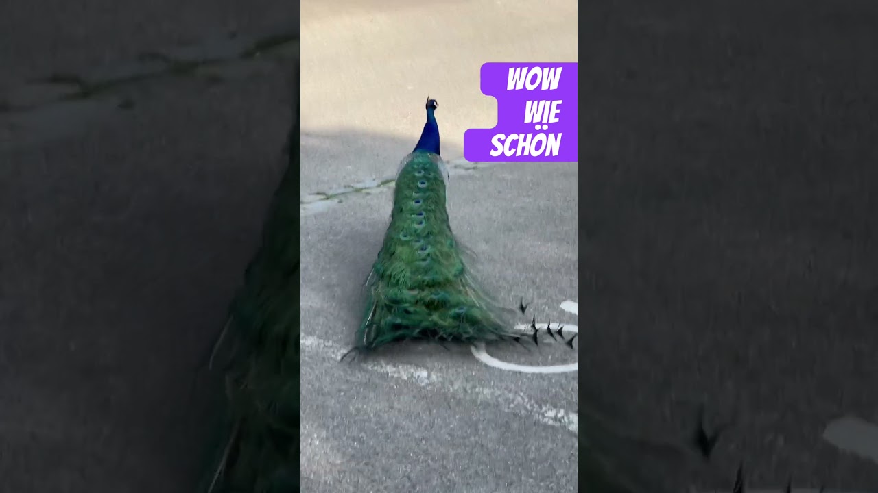 Lieber Pfau verr&auml;tst du uns M&auml;dels wo es so eine wundersch&ouml;ne Schleppe gibt?🦚