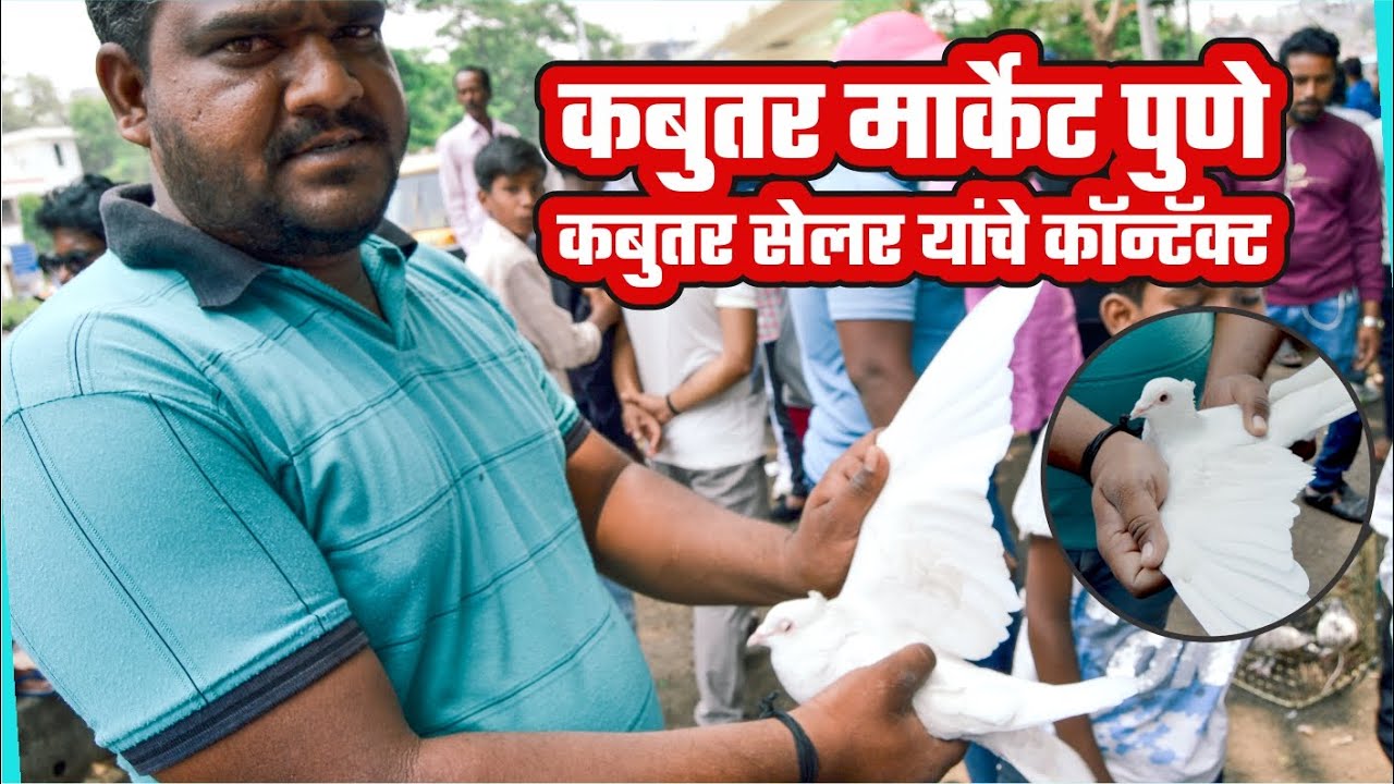 कबुतर मार्केट पुणे Pigeon Market Pune