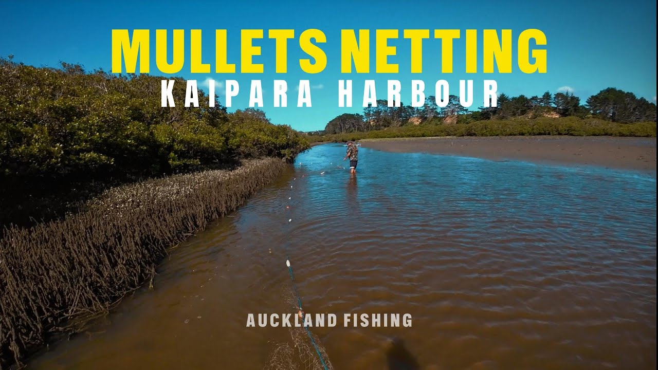 Fishing Mangroves in Kaipara Harbour NZ