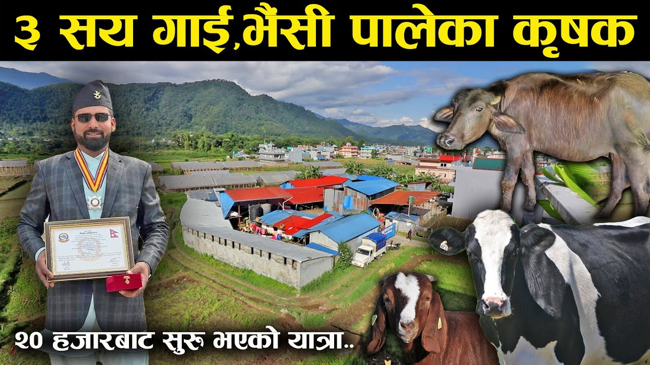 ३ सय गाई,भैंसीपालेका उदाहरणीय कृषक ! बाख्रा,तरकारी र ड्रागन फ्रुटबाट थप आम्दानी लिदै