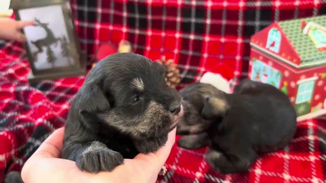 Christmas ￼Mini Schnauzer puppies 2025