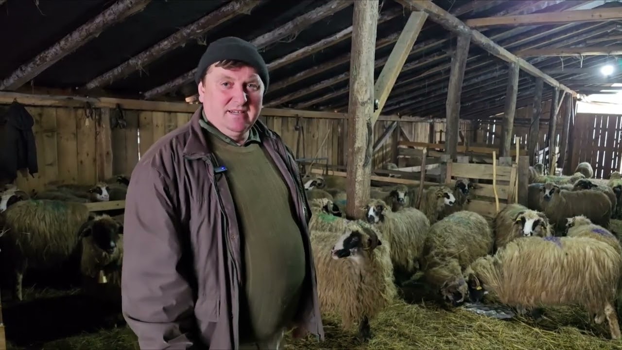 Proprietar de oi breze și pădurar din Stoiceni, Maramureș, oile apărate de lupi de câinii Kangal 