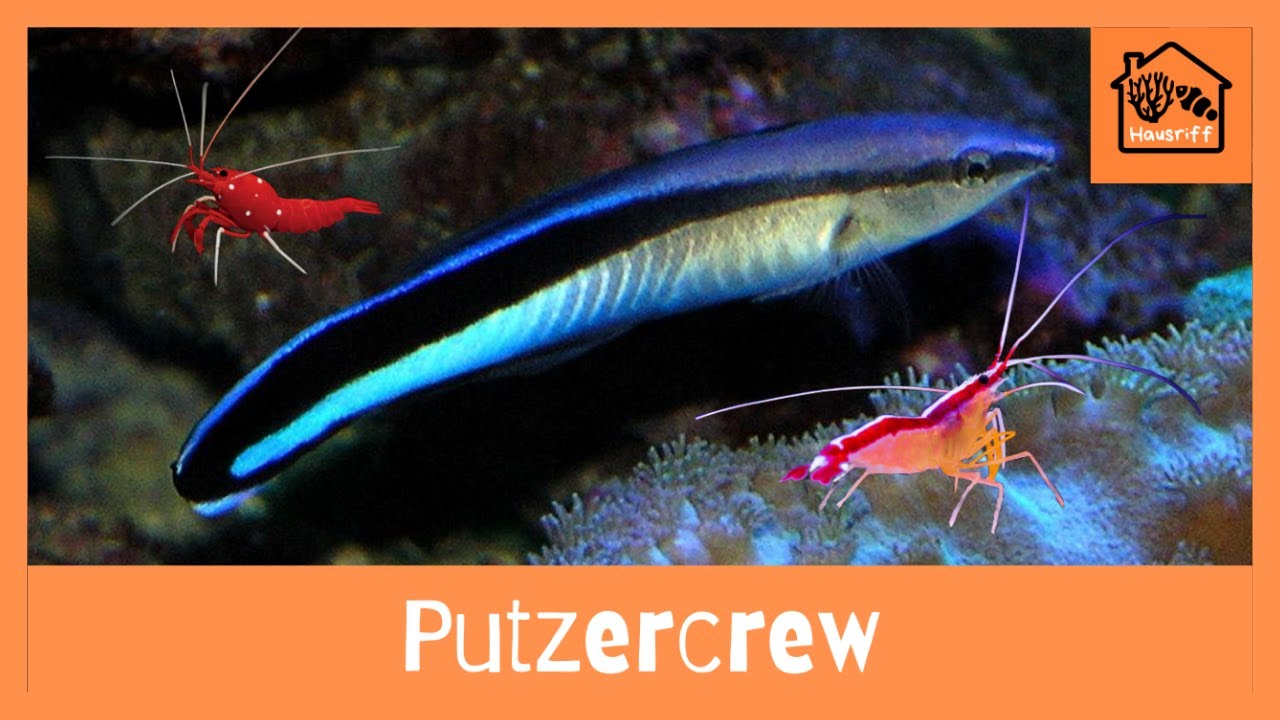 Wie halte ich Putzerlippfische und Putzergarnelen im Meerwasseraquarium