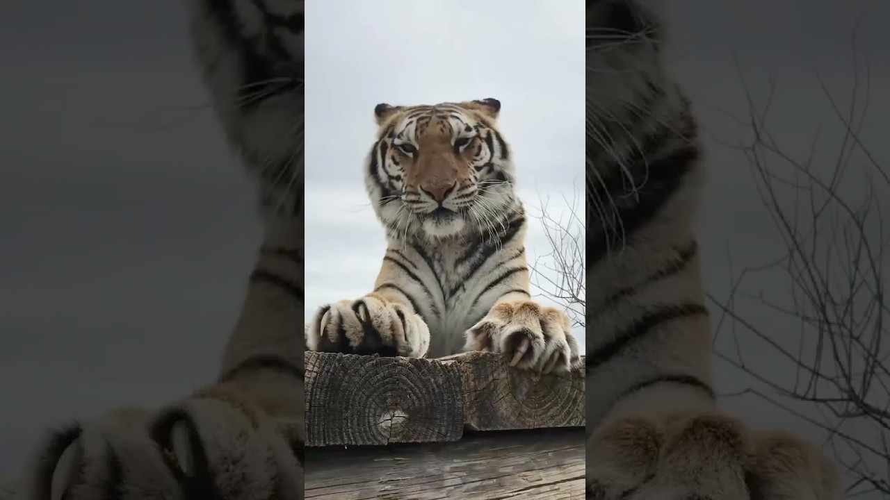 TOP 3 MOST FEROCIOUS TIGERS🐯🥶 #tiger  #facts