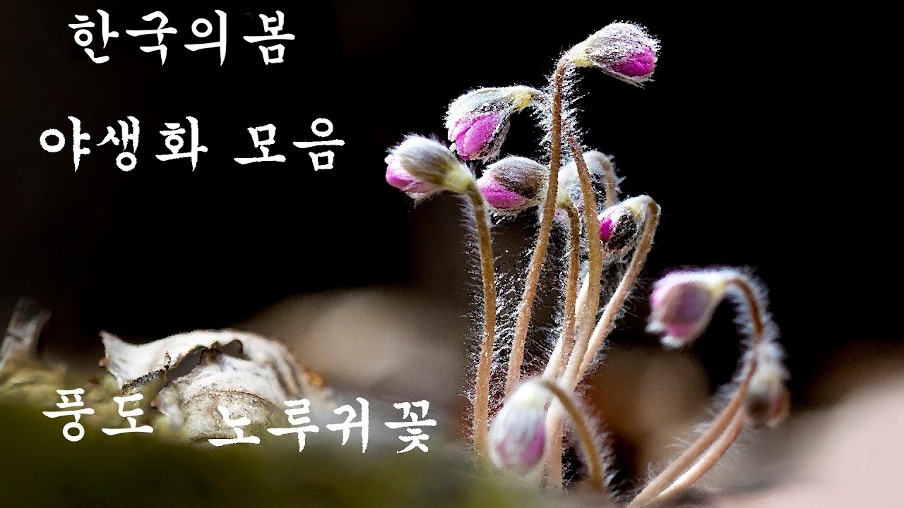 한국의 봄 야생화